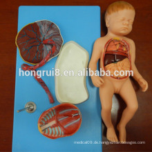 ISO Realistisches Fötusmodell mit Viscus und Placenta, Anatomisches Modell des Babys